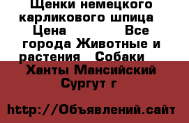 Щенки немецкого карликового шпица › Цена ­ 20 000 - Все города Животные и растения » Собаки   . Ханты-Мансийский,Сургут г.